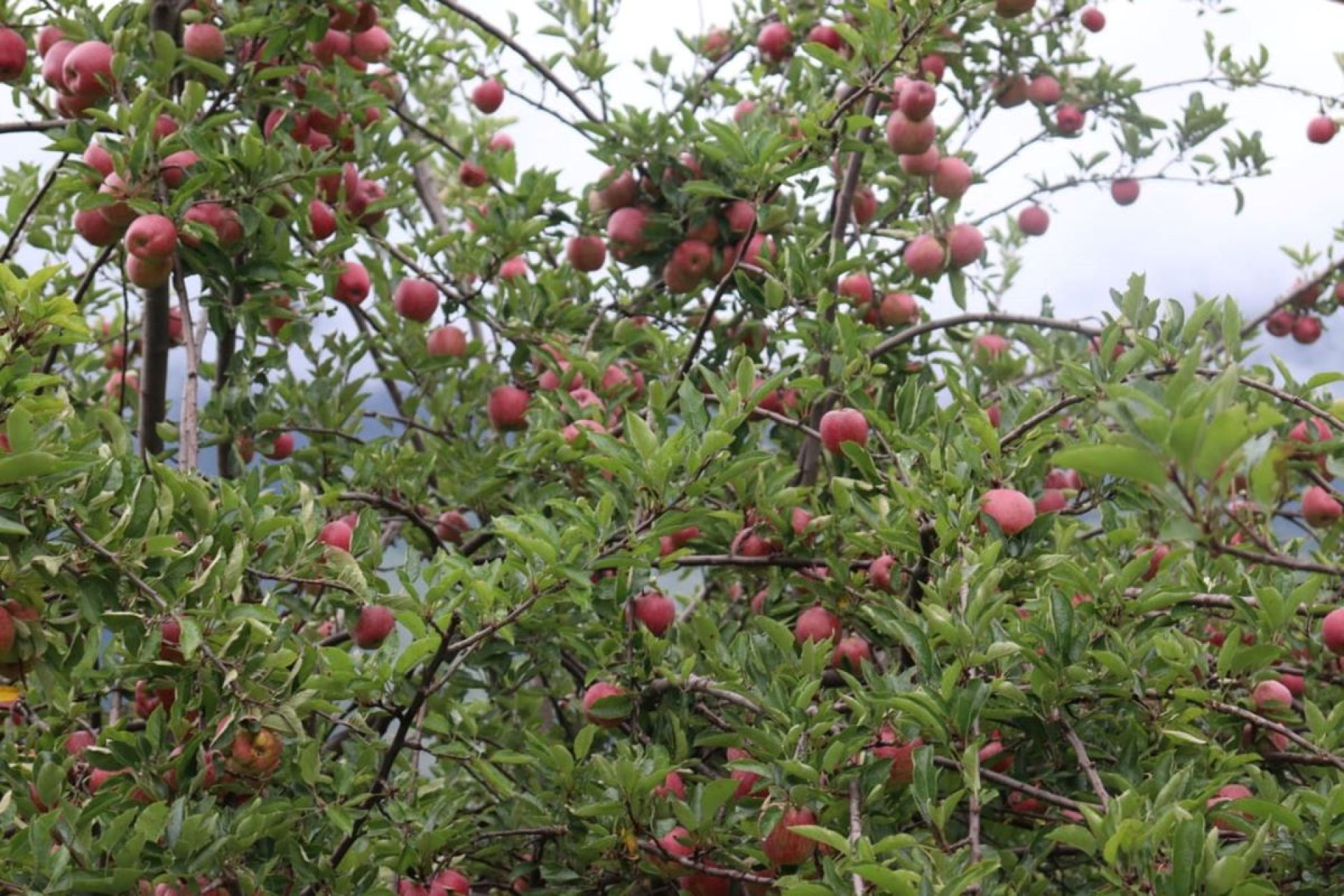 मुगुमा पहिलो पटक फुजी स्याउको व्यावसायिक उत्पादन सुरु